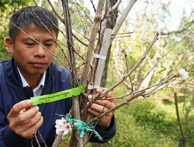 ダラット：ソメイヨシノの栽培に成功、開花時期も日本と同じ